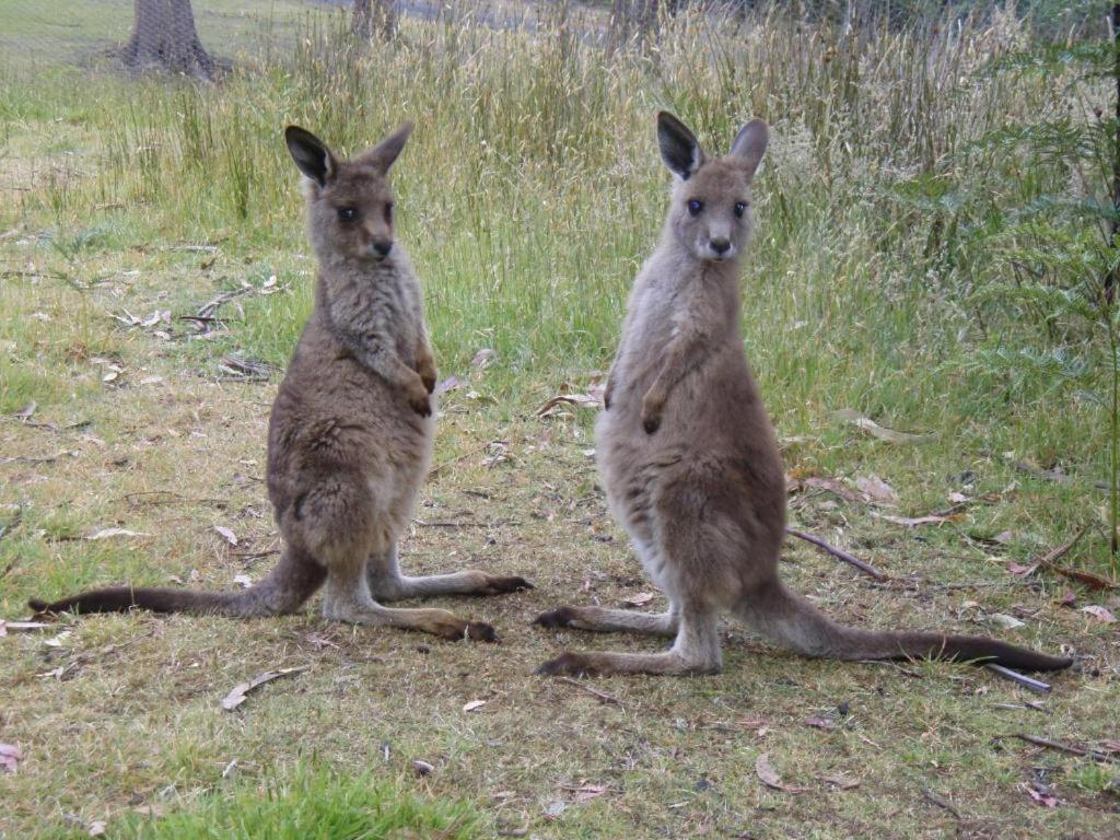 فندق Base Camp Tasmania نيو نورفولك المظهر الخارجي الصورة